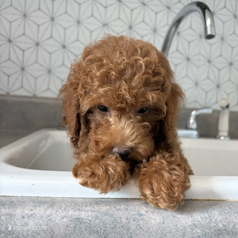 Zoe – Poodle - Toy  puppy for sale in Staunton, VA