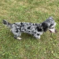 Marley Akc, a female Poodle - Toy  for sale in Staunton, VA – 5 of 5