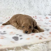 Dolly F1B Shihpoo, a female Shihpoo and Poodle - Toy  for sale in Staunton, VA – 5 of 6