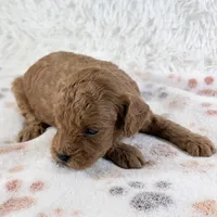 Gunner, a male Shihpoo and Poodle - Toy  for sale in Staunton, VA – 2 of 4