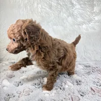 Xander, a male Poodle - Toy  for sale in Staunton, VA – 3 of 10