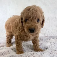 Bear, a male Poodle - Toy  for sale in Staunton, VA – 7 of 10