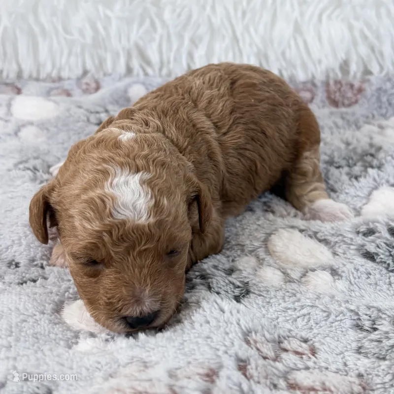 Willa – Poodle - Toy  puppy for sale in Staunton, VA
