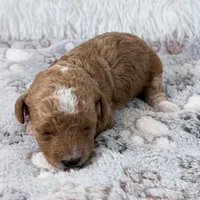 Willa, a female Poodle - Toy  for sale in Staunton, VA – 1 of 6