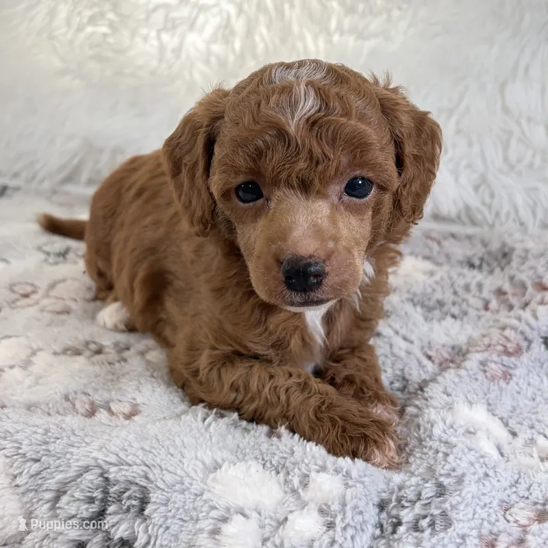 Xander – Poodle - Toy  puppy for sale in Staunton, VA