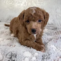 Xander, a male Poodle - Toy  for sale in Staunton, VA – 4 of 10