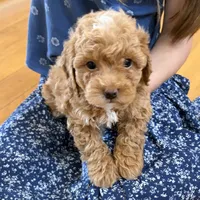 Shiloh, F1B shihpoo, a male Shihpoo and Poodle - Toy  for sale in Staunton, VA – 9 of 10