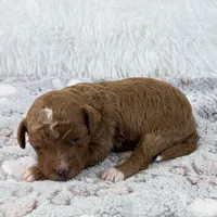Xander, a male Poodle - Toy  for sale in Staunton, VA – 3 of 4