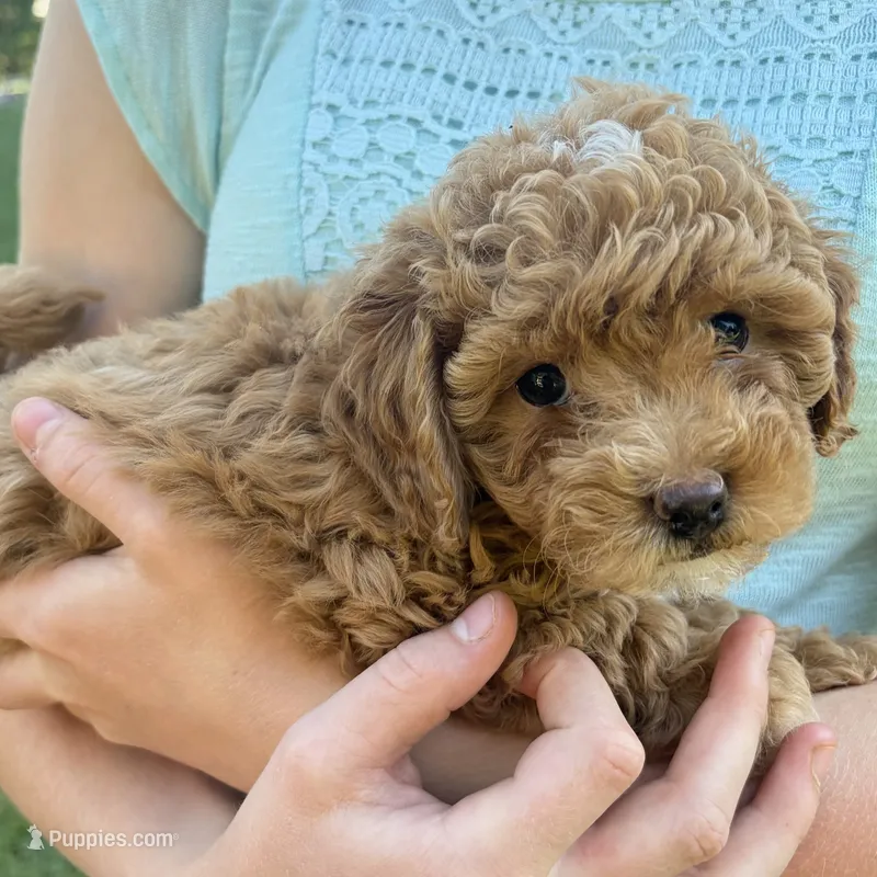 Shiloh – Shihpoo, Poodle - Toy  puppy for sale in Staunton, VA