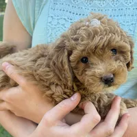 Shiloh, F1B shihpoo, a male Shihpoo and Poodle - Toy  for sale in Staunton, VA – 2 of 10