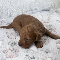 Yvonne, a female Poodle - Toy  for sale in Staunton, VA – 3 of 9