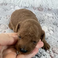 Yvone, a female Poodle - Toy  for sale in Staunton, VA – 3 of 4