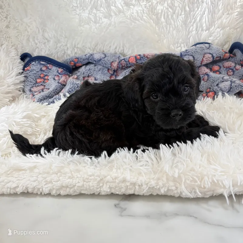 Vader – Shihpoo, Poodle - Toy  puppy for sale in Staunton, VA