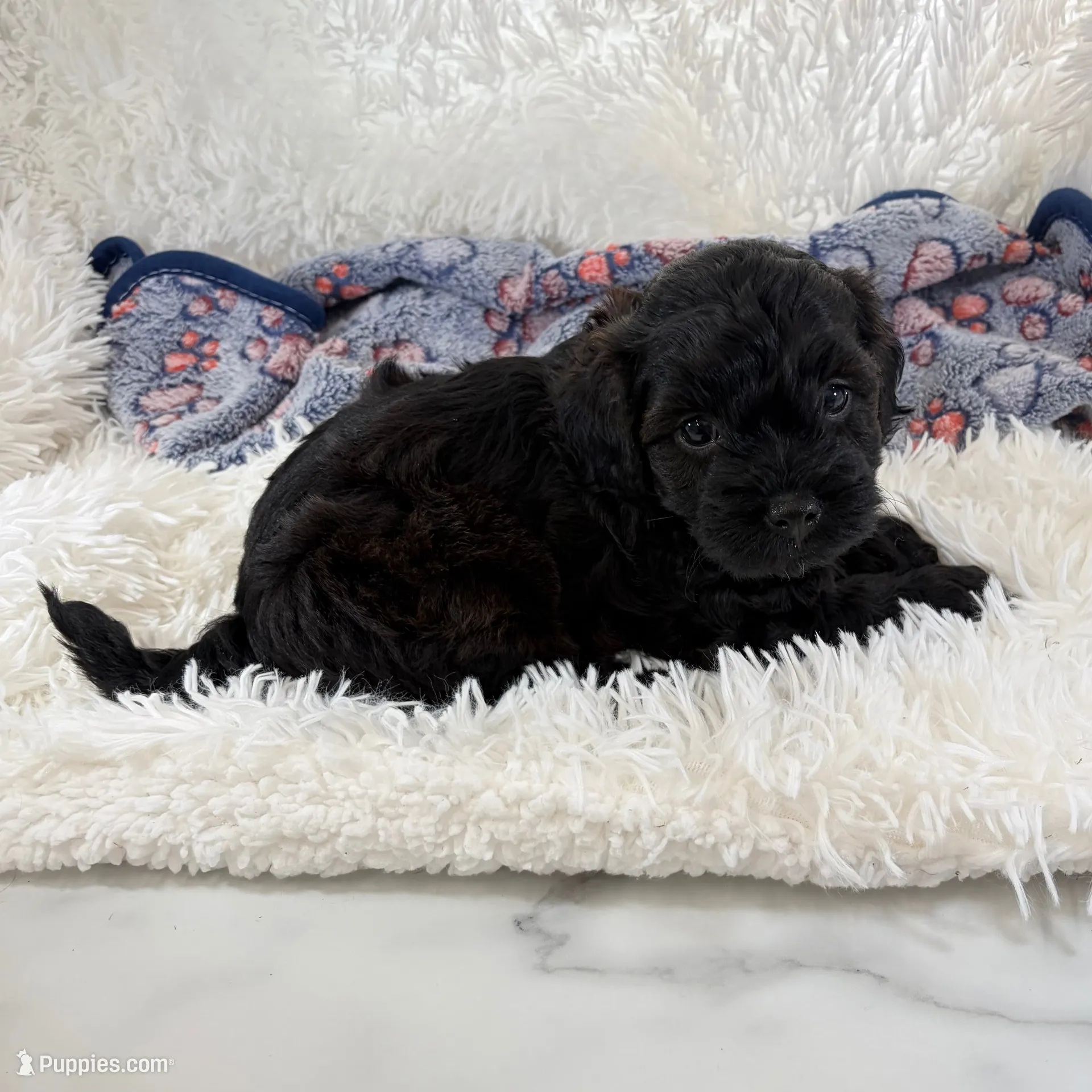Vader, F1B shihpoo, a male Shihpoo and Poodle - Toy  for sale in Staunton, VA – 5 of 10
