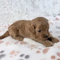Dolly F1B Shihpoo, a female Shihpoo and Poodle - Toy  for sale in Staunton, VA – 3 of 6