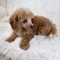 Willa, a female Poodle - Toy  for sale in Staunton, VA – 2 of 10