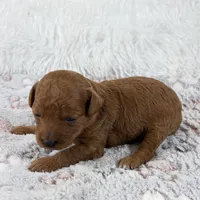 Yvone, a female Poodle - Toy  for sale in Staunton, VA – 4 of 4