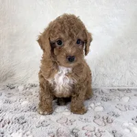 Asher, a male Poodle - Toy  for sale in Staunton, VA – 5 of 10