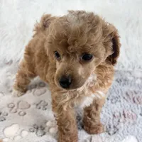 Willa, a female Poodle - Toy  for sale in Staunton, VA – 4 of 10