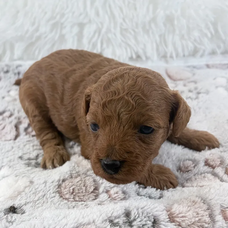 Yvonne – Poodle - Toy  puppy for sale in Staunton, VA
