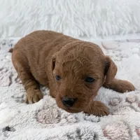 Yvonne, a female Poodle - Toy  for sale in Staunton, VA – 1 of 9