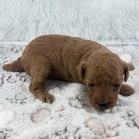 Yvonne, a female Poodle - Toy  for sale in Staunton, VA – 2 of 9