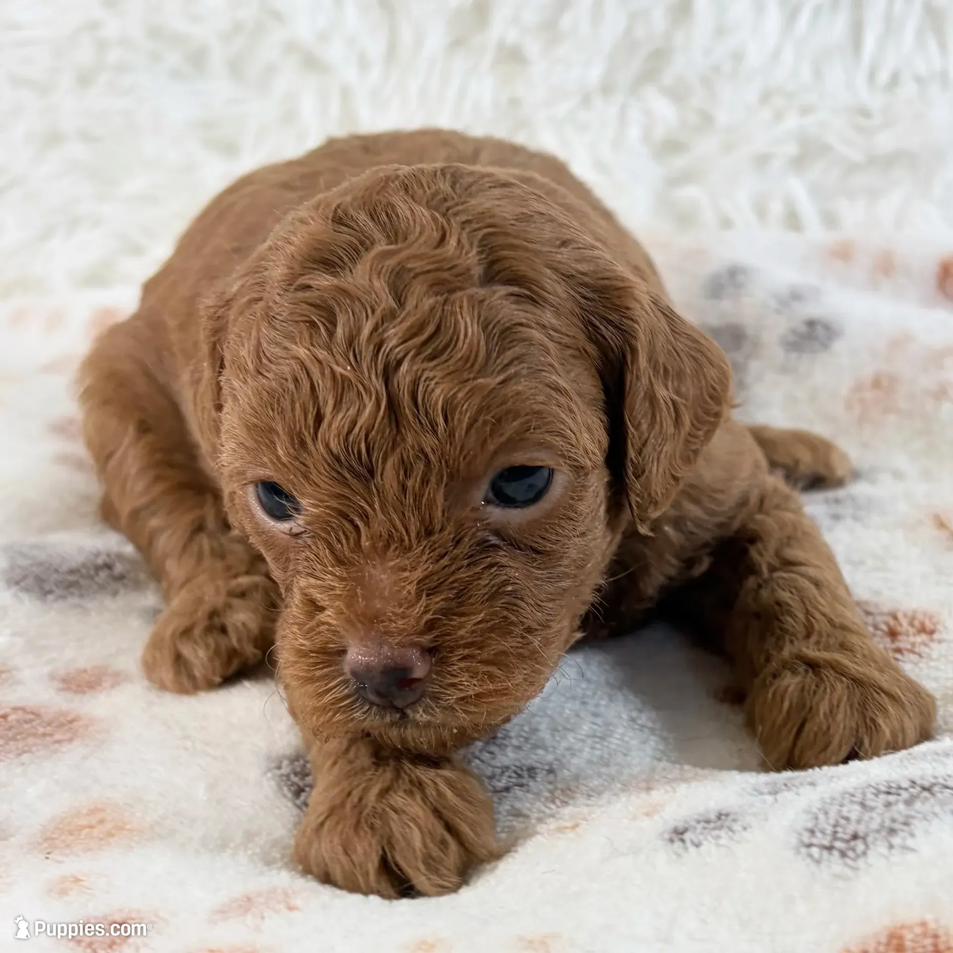 Chloe F1B Shihpoo , a female Shihpoo and Poodle - Toy  for sale in Staunton, VA – 1 of 6