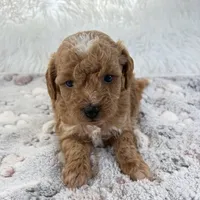 Willa, a female Poodle - Toy  for sale in Staunton, VA – 8 of 10