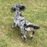 Marley Akc, a female Poodle - Toy  for sale in Staunton, VA – 4 of 5