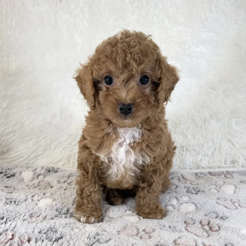 Asher – Poodle - Toy  puppy for sale in Staunton, VA