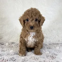 Asher, a male Poodle - Toy  for sale in Staunton, VA – 2 of 10