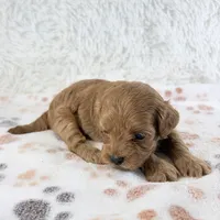 Dolly F1B Shihpoo, a female Shihpoo and Poodle - Toy  for sale in Staunton, VA – 6 of 6