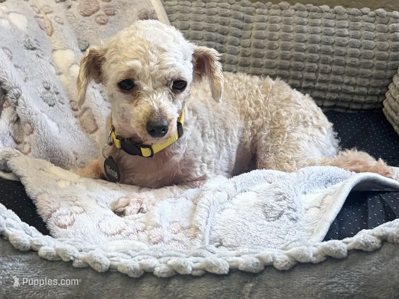 Winnie 4 lb 5 oz.  – Poodle - Toy  puppy for sale in Staunton, VA