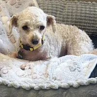 Winnie 4 lb 5 oz. , a female Poodle - Toy  for sale in Staunton, VA – Photo 1 of 6