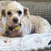 Winnie 4 lb 5 oz. , a female Poodle - Toy  for sale in Staunton, VA – Photo 3 of 6