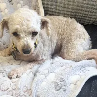 Winnie 4 lb 5 oz. , a female Poodle - Toy  for sale in Staunton, VA – Photo 6 of 6