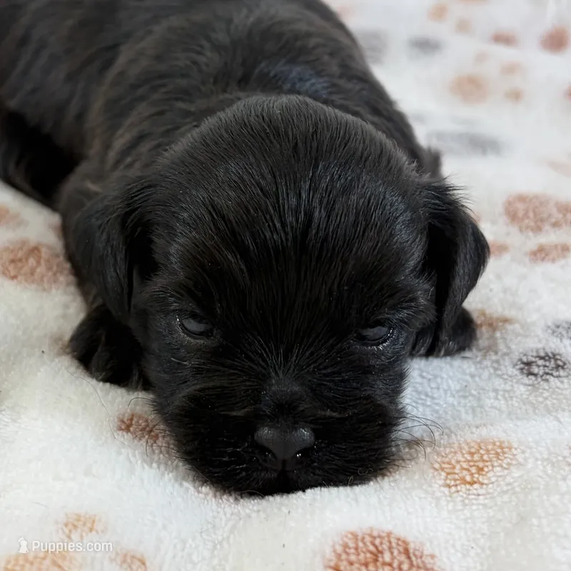 Hope – Shihpoo puppy for sale in Staunton, VA