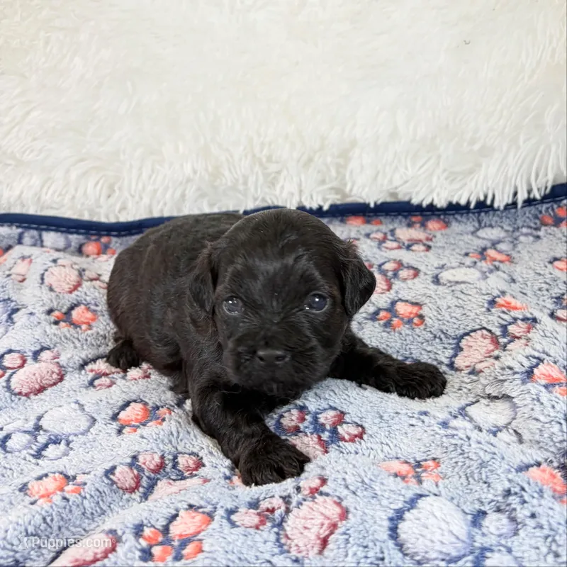 Vader – Shihpoo, Poodle - Toy  puppy for sale in Staunton, VA