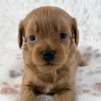 Fawn , a female Shihpoo and Poodle - Toy  for sale in Staunton, VA – 1 of 5