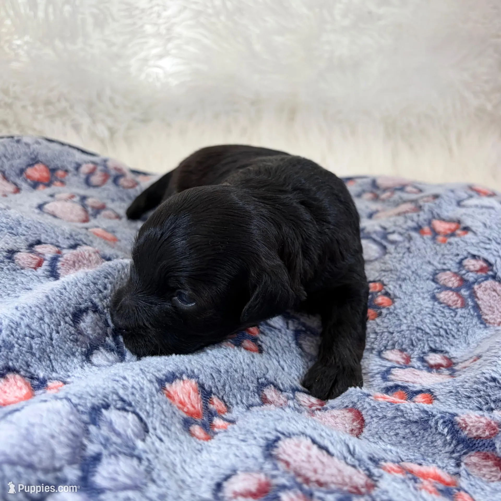Vader, a male Shihpoo and Poodle - Toy  for sale in Staunton, VA – Photo 2 of 3