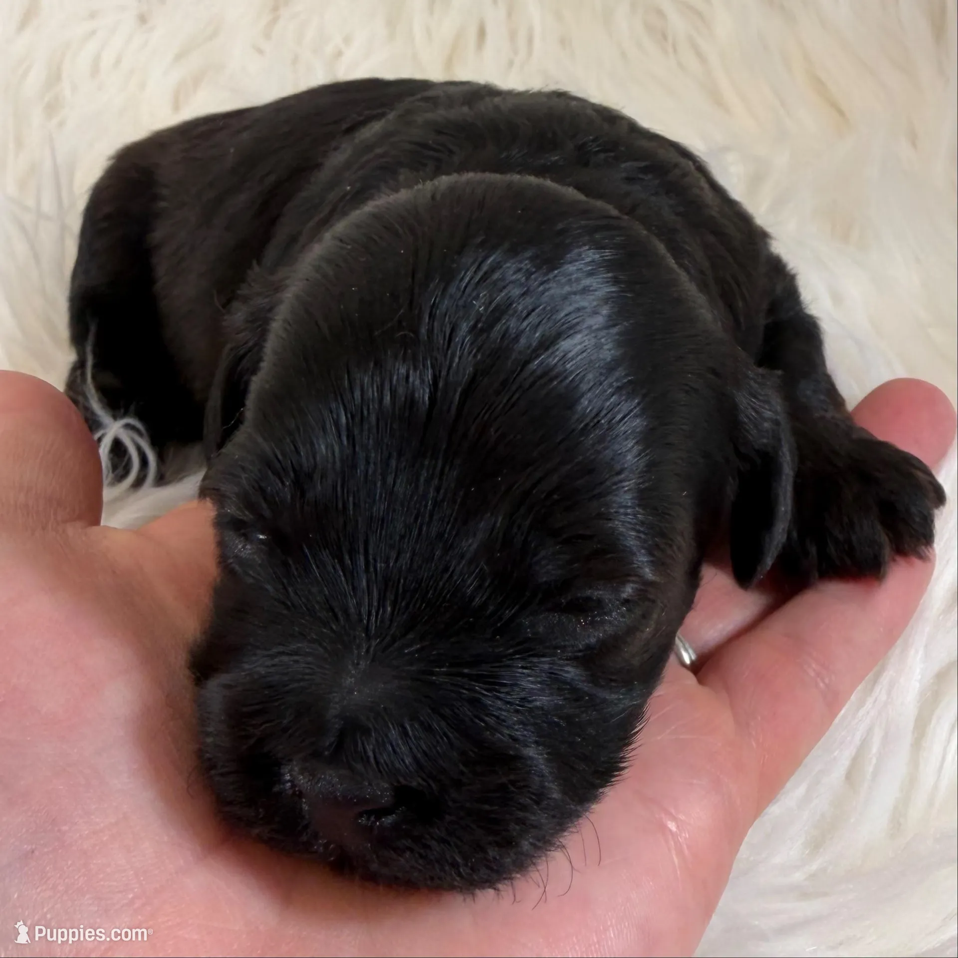 Vader, a male Shihpoo and Poodle - Toy  for sale in Staunton, VA – Photo 3 of 3
