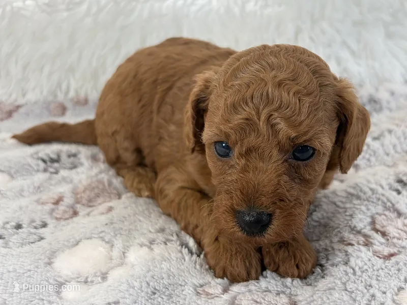 Yvonne – Poodle - Toy  puppy for sale in Staunton, VA
