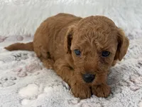 Yvonne, a female Poodle - Toy  for sale in Staunton, VA – 7 of 10