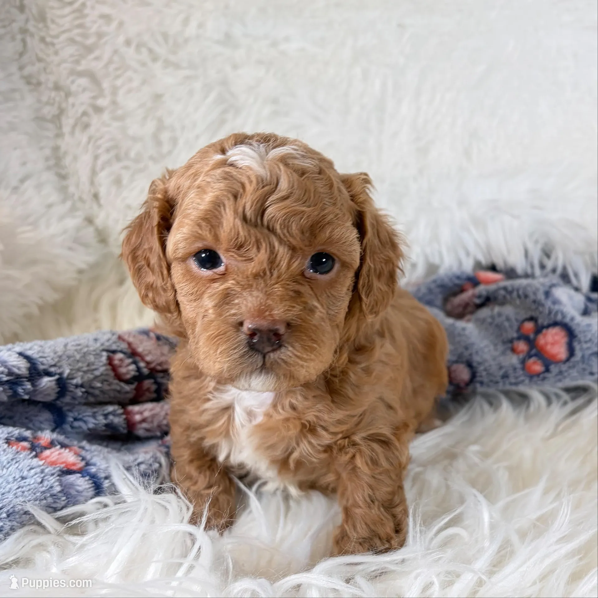 Shiloh, F1B shihpoo, a male Shihpoo and Poodle - Toy  for sale in Staunton, VA – 6 of 10