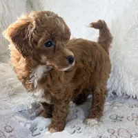 Xander, a male Poodle - Toy  for sale in Staunton, VA – 2 of 10