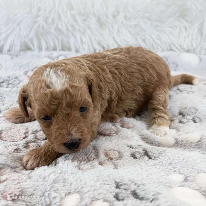 Willa – Poodle - Toy  puppy for sale in Staunton, VA