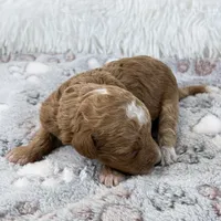 Willa, a female Poodle - Toy  for sale in Staunton, VA – 2 of 6