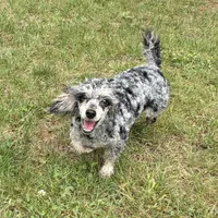 Marley Akc, a female Poodle - Toy  for sale in Staunton, VA – 1 of 5