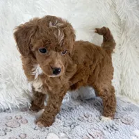 Xander, a male Poodle - Toy  for sale in Staunton, VA – 1 of 10