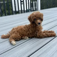 Xander, a male Poodle - Toy  for sale in Staunton, VA – 3 of 10